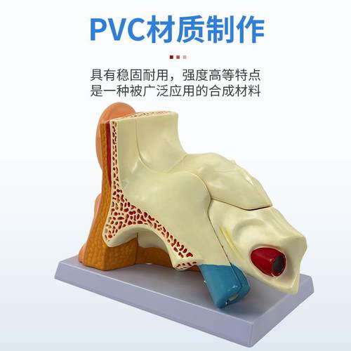 模型桌上型耳解剖部模型外内中耳听耳觉系统器官耳朵构造教学9948