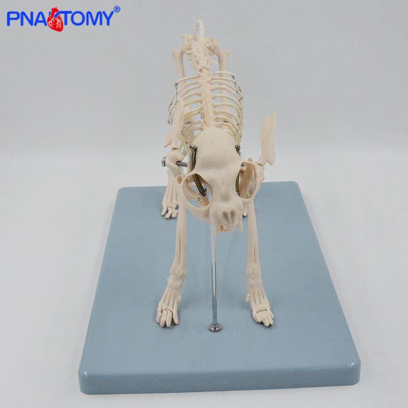 162猫骨骼模型猫骨架解教具真小猫头骨脊剖柱关节可仿拆卸宠物展,文具电教/文化用品/商务用品,教学标本/模型,淘宝优惠券,粉丝福利购,淘宝优惠卷