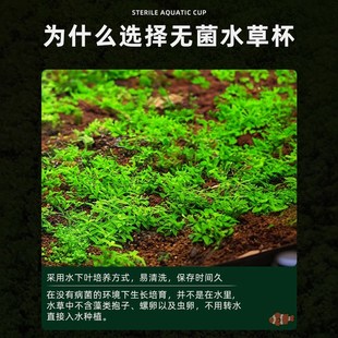 鱼缸水草植物真水草新手懒人造景无菌杯牛毛爬地矮珍珠阴性前景草