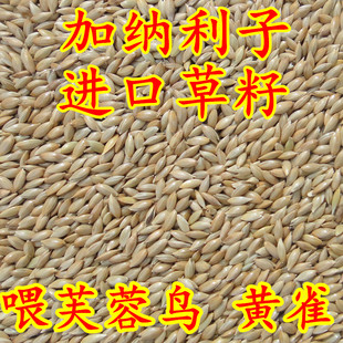 鹦鹉鸟食饲料 加纳利子 白尖粟 金丝雀芙蓉鹦鹉黄雀鸟粮包邮 5斤