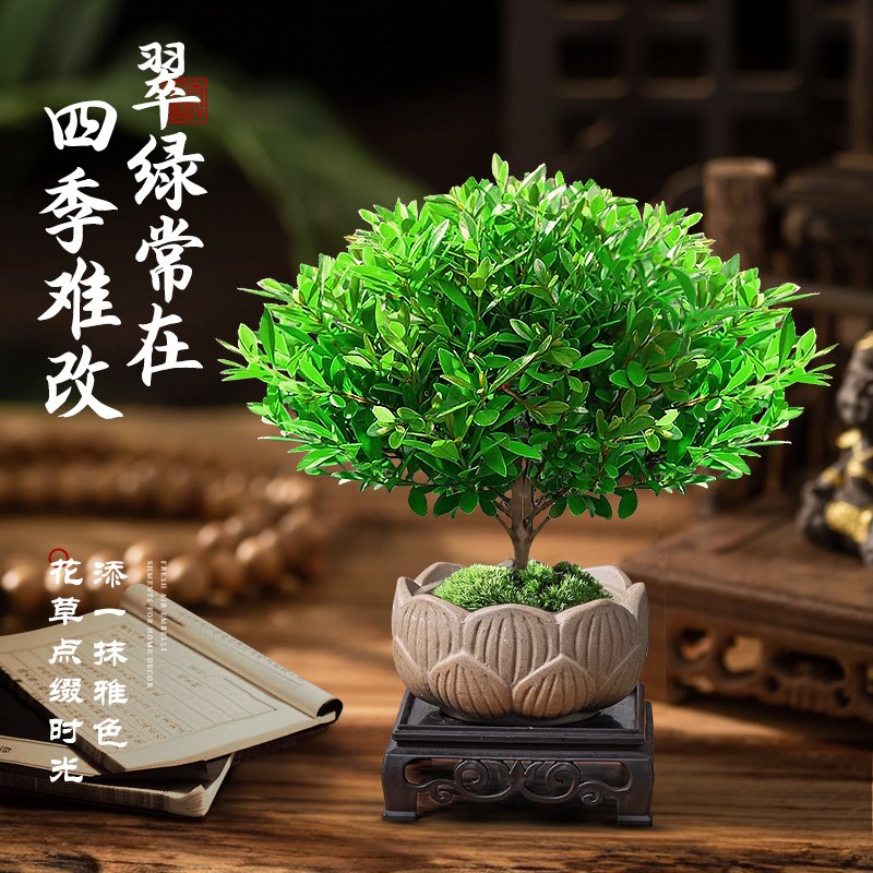 小叶赤楠盆景金丝楠木树苗紫檀盆栽绿植室内花卉植物老桩四季好养