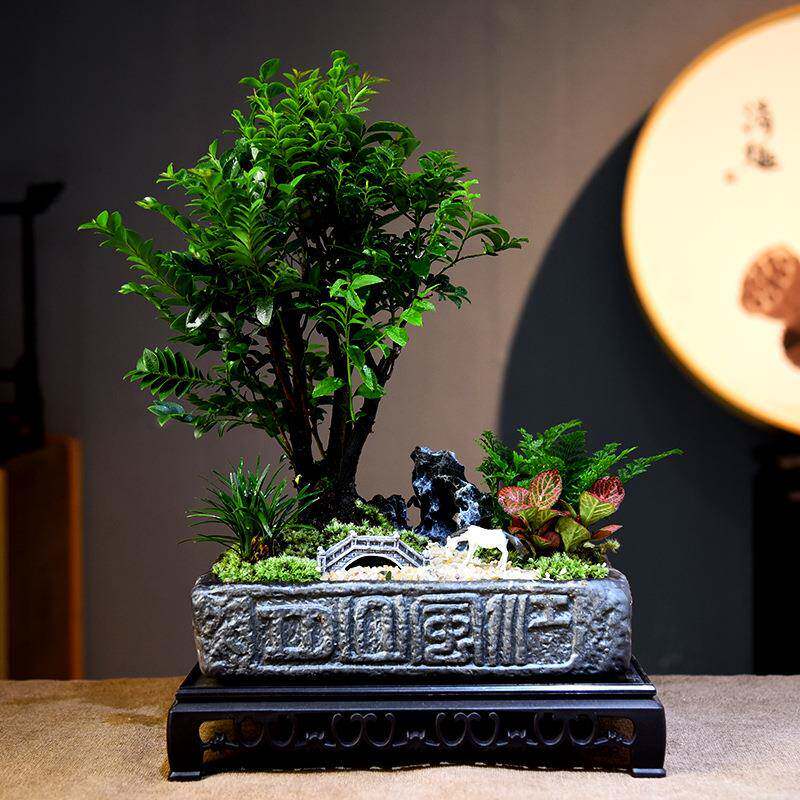 黑骨茶小叶紫檀盆栽室内客厅好养绿植盆景办公室桌面植物装饰