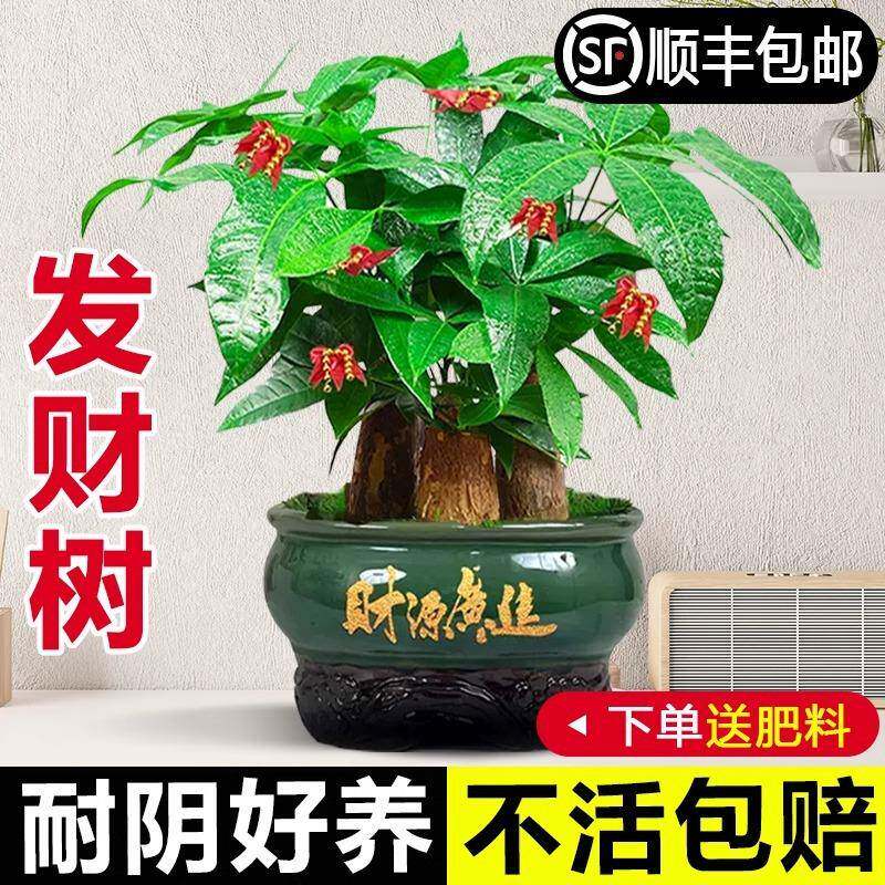 发财树盆栽室内植物招财客厅办公室桌面绿植四季好养活开业送礼新