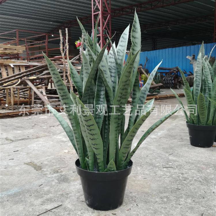 虎皮兰假龙兰FLT外母舌栽客盆厅餐饮高橱舌窗装饰植物摆件