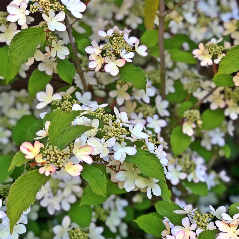 雪山上的日出荚蒾木绣球蝴蝶荚蒾粉色开花像落跑新娘结红色果