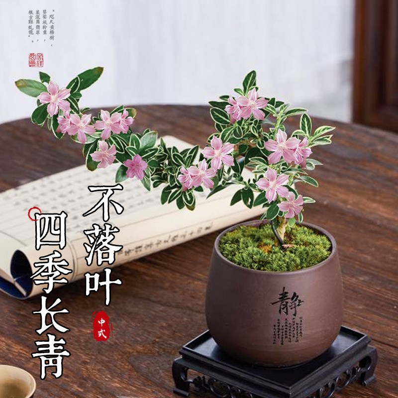 红花六月雪飘枝造型盆景老桩小盆栽悬崖室内桌面办公室摆件绿植物