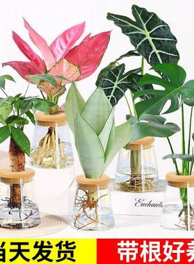 水培植树物办室内lzy70129发桌面花卉绿植盆栽绿萝公吊兰财文竹好