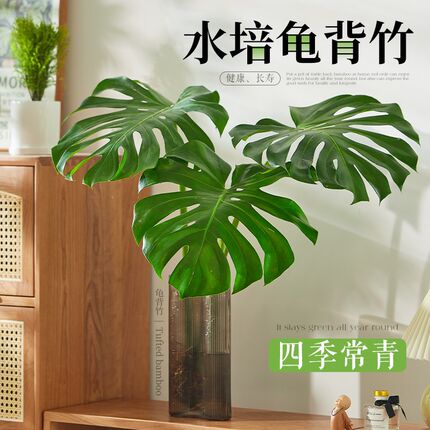 龟背竹水培植物大叶客厅室内好养活绿植桌面办公室水养鲜切枝盆栽