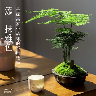 文竹盆栽茶桌摆件水培竹子绿植物盆景茶室办公桌文松造景高端花卉