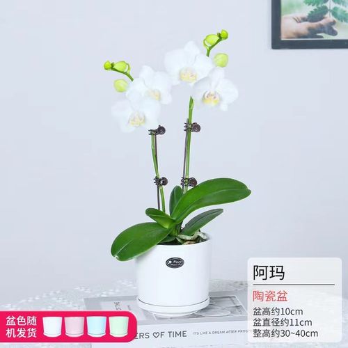 蝴蝶兰花苗盆栽带花苞客厅室内好养花卉绿植兰花办公室桌面植物