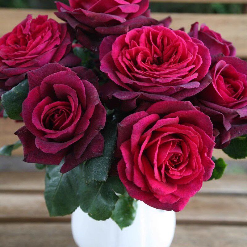 暗夜芬芳月季花苗开花大花浓香紫红玫瑰室内阳台四季盆栽花卉植物