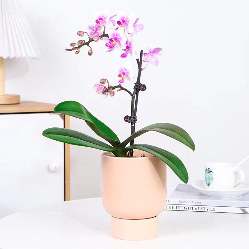 精品蝴蝶兰盆栽带花苞花剑室内桌面好养兰花花卉鲜花绿植物花苗,鲜花速递/花卉仿真/绿植园艺,国兰/杂交兰/洋兰类,淘宝优惠券,粉丝福利购,淘宝优惠卷