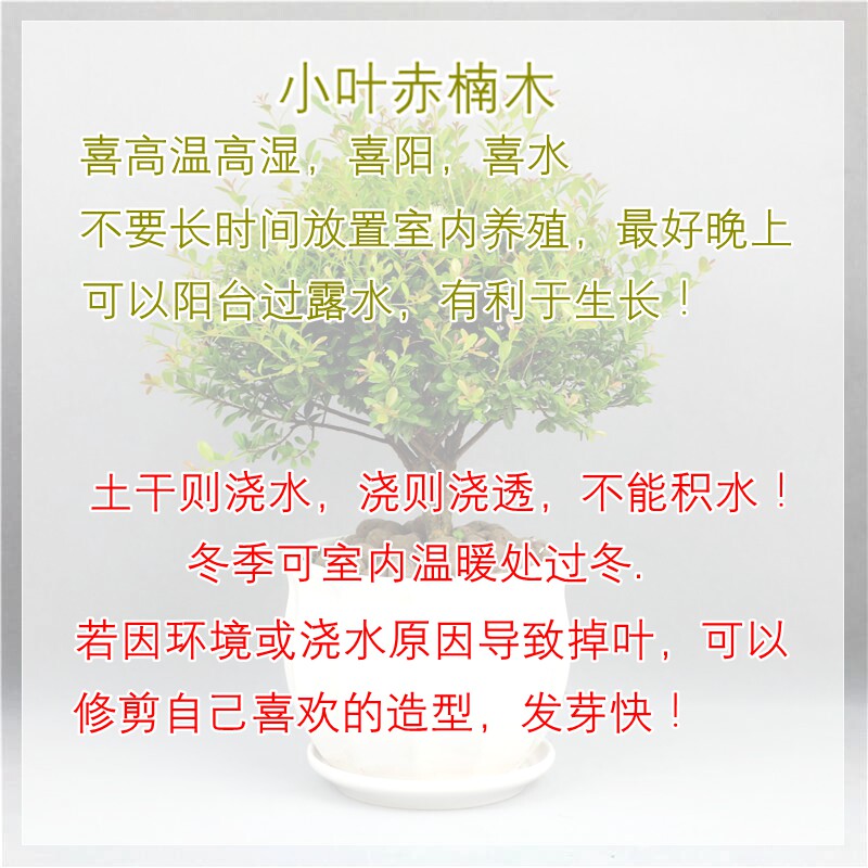 赤楠小叶金丝楠木盆景黄杨微型盆栽办公室桌面绿植山石榴吸甲醛