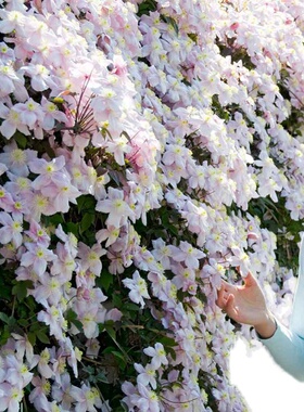 伟伟园艺 铁线莲大苗F16盆栽 1加仑攀援花卉花园露台阳台藤本皇后