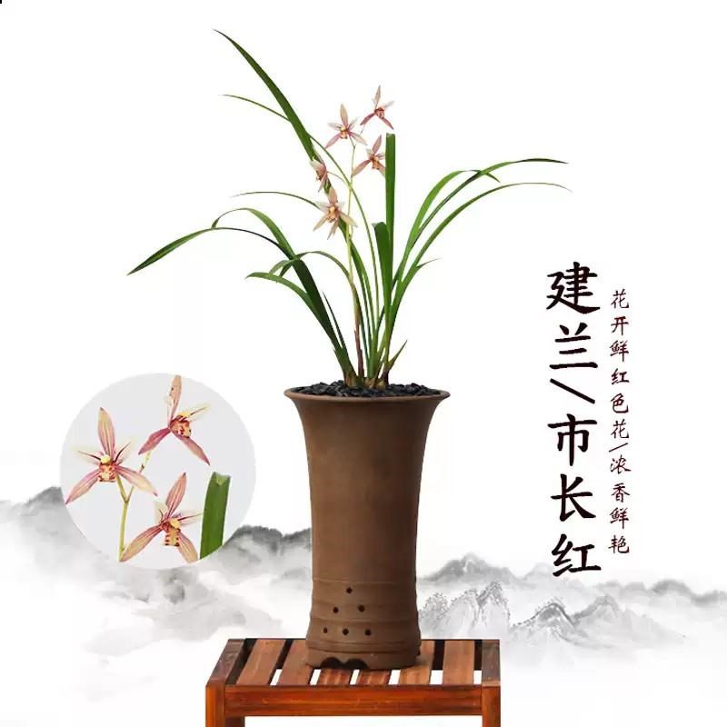 兰花苗四季建兰市长红名贵夏带花苞浓香红花室内桌面花卉绿植盆栽