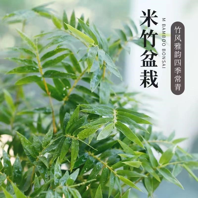 米竹盆栽丛生凤尾竹庭院植物阳台水培绿植观音竹好养盆景青竹子苗