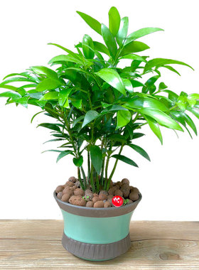 竹柏盆栽树苗室内植物平安竹桌面植物驱蚊虫花草四季青