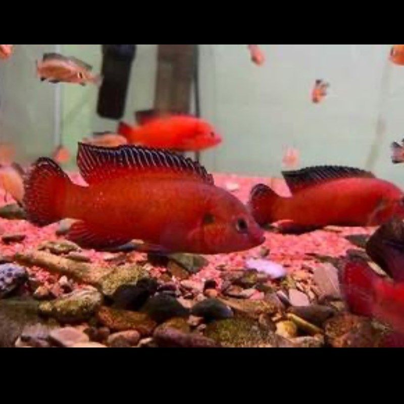 热带观赏鱼三湖慈鲷非洲鲷图尔卡纳红宝石,宠物/宠物食品及用品,鱼,淘宝优惠券,粉丝福利购,淘宝优惠卷