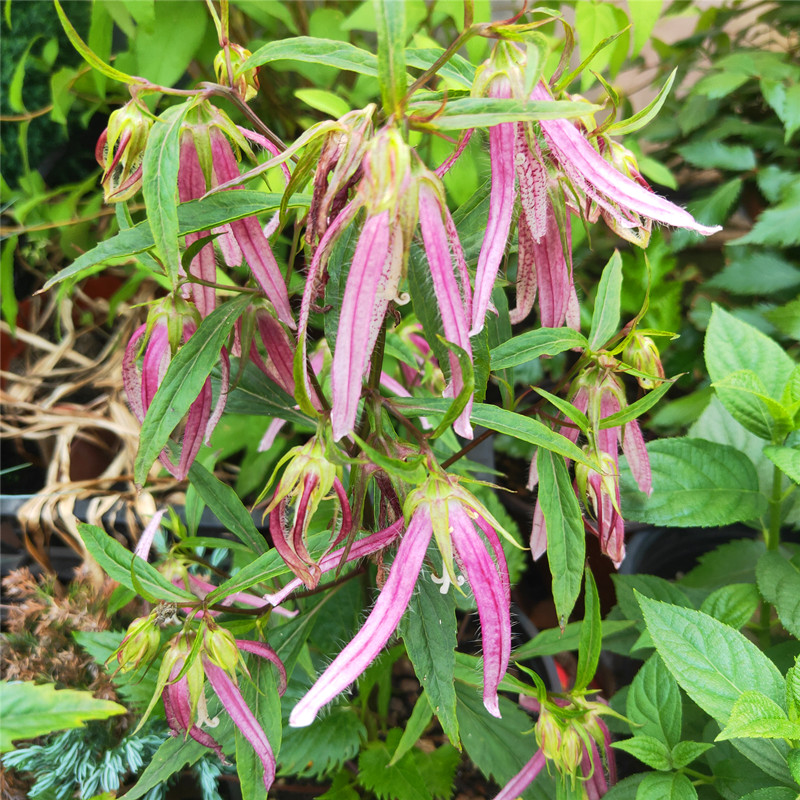 紫斑风铃草卢布章鱼多年生四季花卉阳台庭院盆栽驱蚊宿根易种活