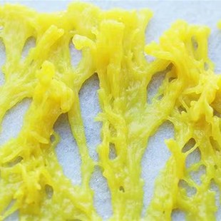 黏菌宠物菌种粘菌迷宫曳尾菌史莱姆饲养套装学生小型宿舍好养宠物