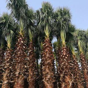 苗木绿化工程园林棕榈型老人葵成活高美观绿化多规格