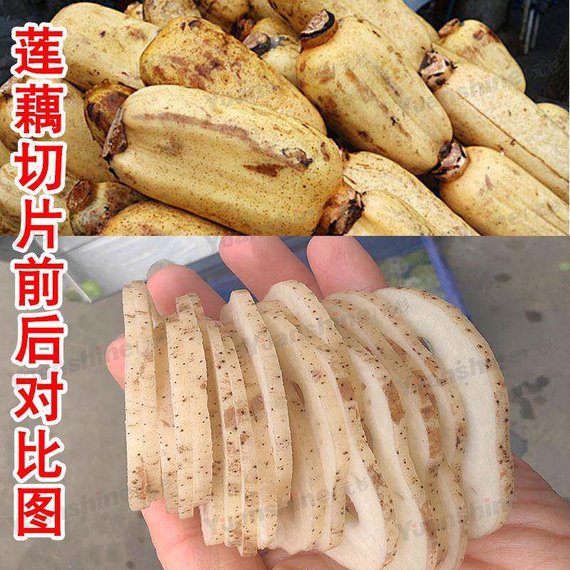 元杉销售胡柚切片机不锈钢杨桃香柚切片设备全自动蔬菜切割机