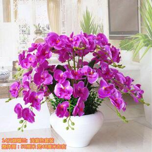 蝴蝶仿兰真花盆栽假花客厅卧室摆花艺装饰花塑料花放干绢F96JMS77