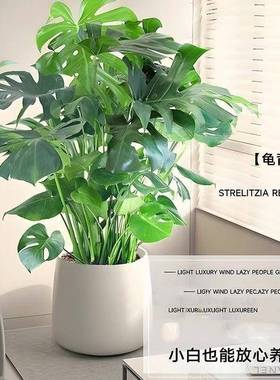 龟背竹客厅易大号内盆DZJ69852栽大叶老桩植物室型大好养活去甲醛