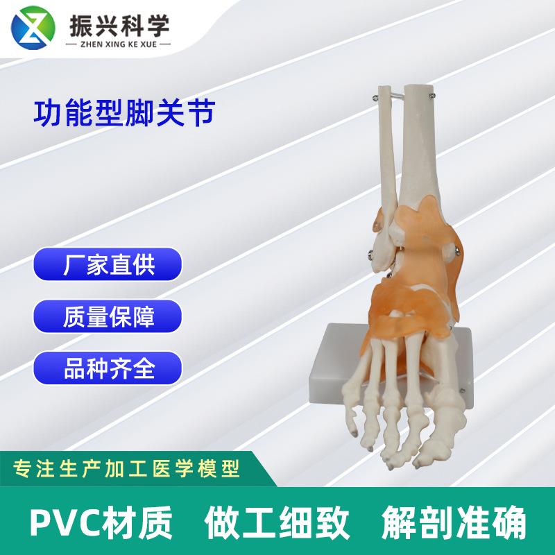 功能型关节器合骨130集人体关节模型教学材教学演示用品关节骼
