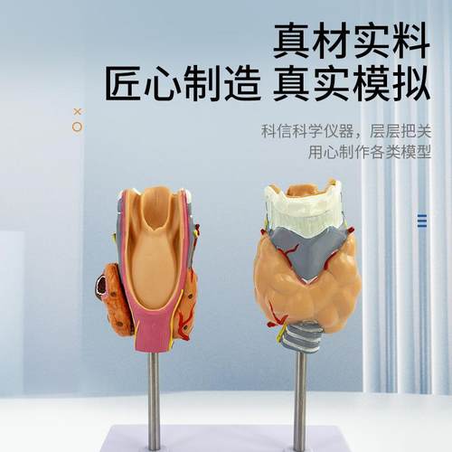 人体病头理甲系状腺模型甲亢甲低内809分泌统医学解甲剖状腺喉教