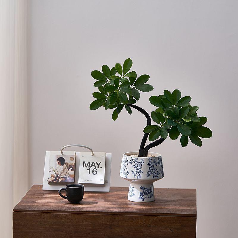 鸭八方内来财客室厅办脚公桌面招室厂家直供财绿植花卉盆栽植物四