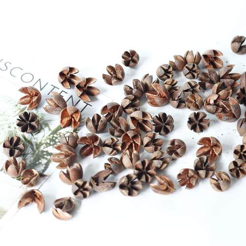 干花开圣心果金色十字果DF078原色干果壳诞节装D果IY材饰料复古称