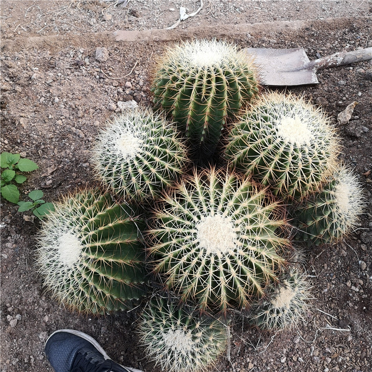 群生白刺金虎仙人球沙生大型景观