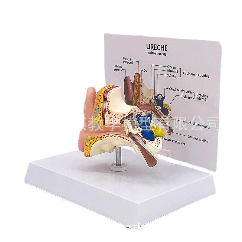 桌上型耳解剖模型人体医38323学部耳解耳模型耳耳朵全模剖型1:1比