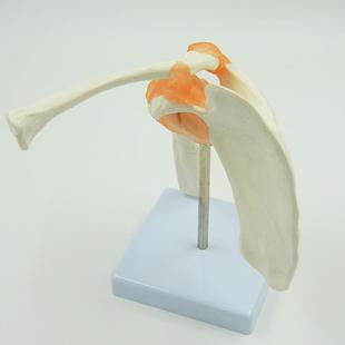 人体肩膀骨肩胛骨肩关锁模型附韧带节199可活动骨骨科疼痛骼科