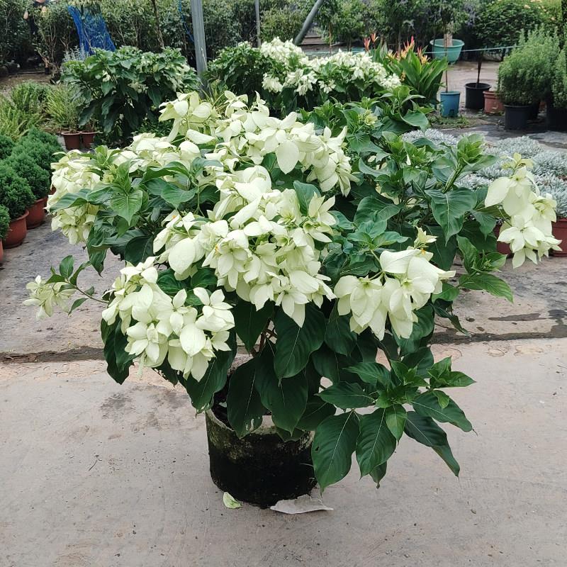 多年生木本植物白玉叶金花盆栽花卉常年开花耐庭院阳台室外鲜花