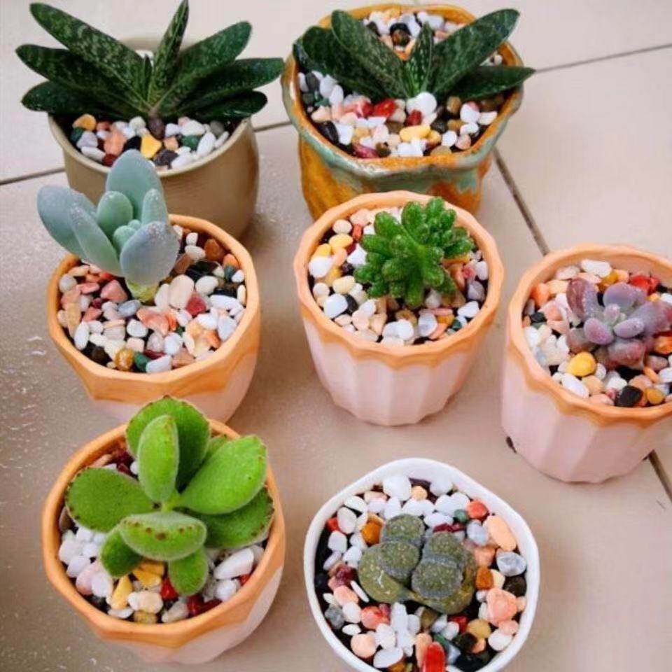 天然雨花石鹅卵石头养花彩石小石子乌龟鱼缸盆景铺底沙石造景装饰,鲜花速递/花卉仿真/绿植园艺,其它园艺用品,淘宝优惠券,粉丝福利购,淘宝优惠卷