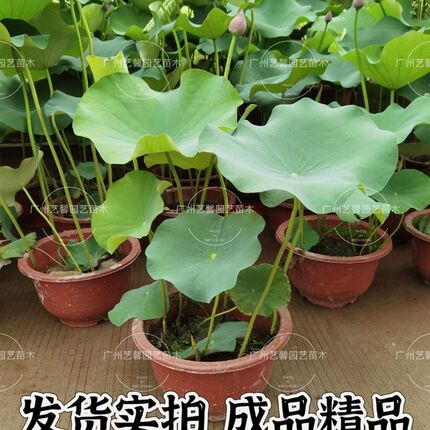 荷花成品带花苞带盆室外水生植物睡莲大型荷花碗莲鱼池hh