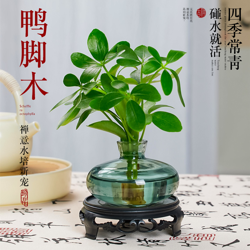 水培鸭脚木绿植盆栽办公室内桌面老桩植物盆景四季常青好养鸭掌木