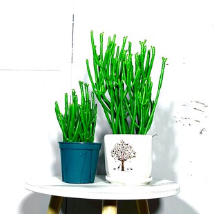 膨珊瑚四季常青盆栽沙漠绿植物 家居客厅办公室桌面绿珊瑚光棍树