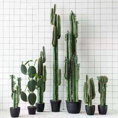 仙人掌仙人球落大XNQ型仙约柱室内人橱窗地简装饰植物盆景假树
