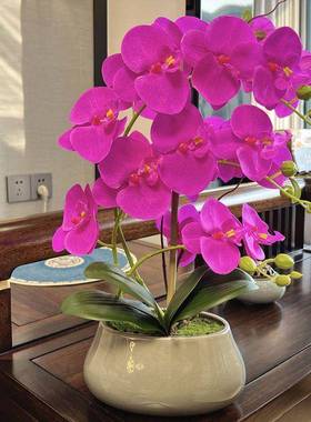 蝶兰11983兰花盆栽新款蝴花套花装客厅电视柜中式陶瓷盆摆假件