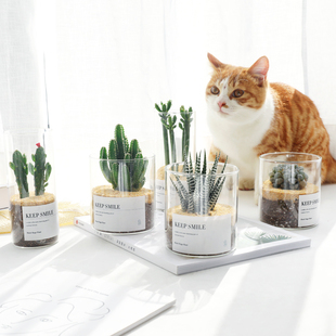 仙人掌多肉植物万重山好养迷你小盆栽花卉室内办公室绿植摆件盆景