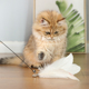 强力吸盘逗猫棒猫咪自嗨解闷神器羽毛耐咬自动钢丝长杆羽毛替换头