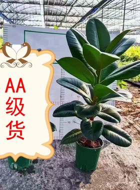大叶型绿色黑金刚橡皮树苗盆栽绿植花卉阳台室内观叶植物净化粉尘