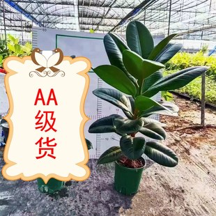大叶型绿色黑金刚橡皮树苗盆栽绿植花卉阳台室内观叶植物净化粉尘