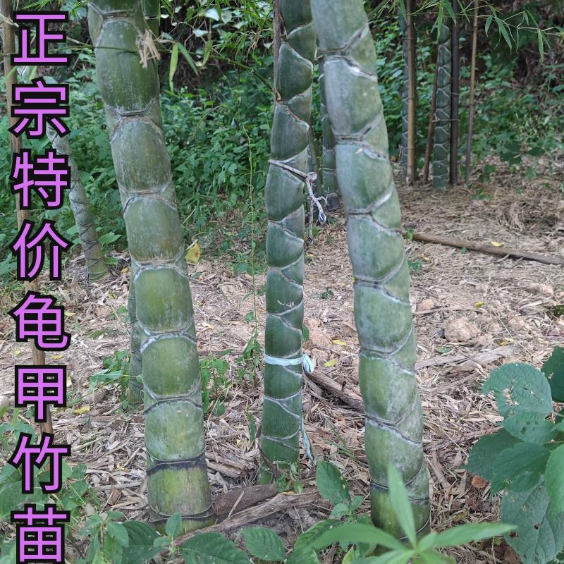 龟甲竹苗 观赏竹子 龙鳞竹 水池河道庭院 观音竹 毛竹变异风水竹