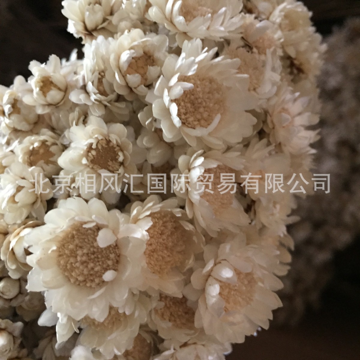 超大星花进口天然干花拍照装饰
