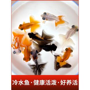 蝶尾鱼鎏小FXQ金鱼金活观赏金鱼小型活冷水鱼淡水鱼好养耐红狮鱼