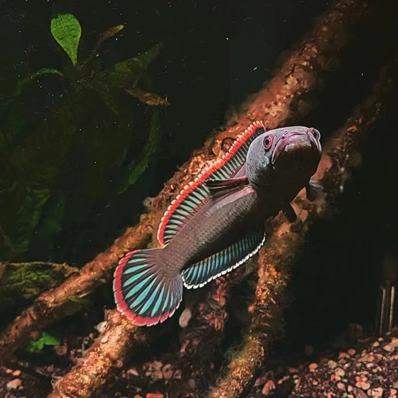 火背雷龙鱼热带淡水观赏猛鱼 血斑 奶茶雷龙 钴蓝雷龙凶猛肉食鱼